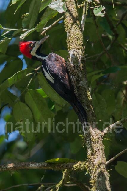 W15578 Schwarzkehlspecht,Crimson-crested Woodpecker