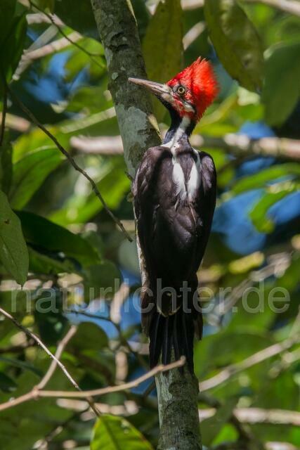 W15580 Schwarzkehlspecht,Crimson-crested Woodpecker