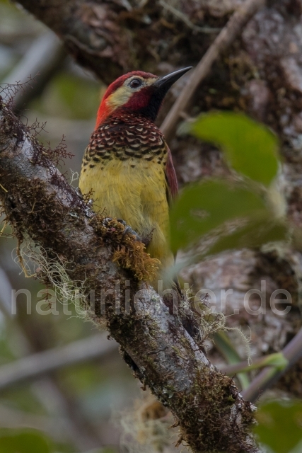 W15582 Rotmantelspecht,Crimson-mantled Woodpecker