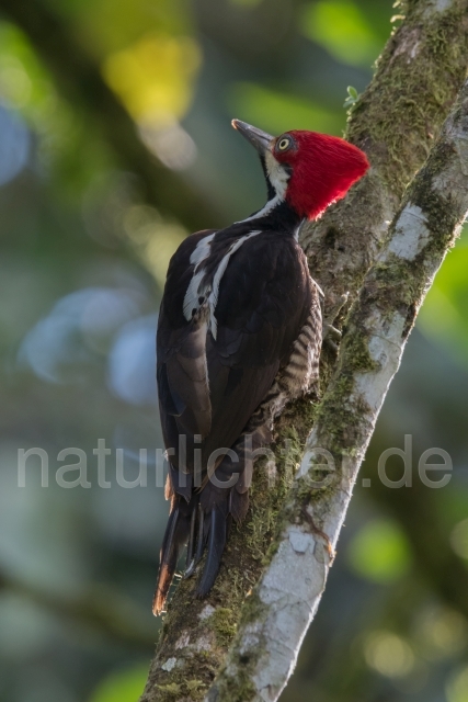 W15586 Guayaquilspecht,Guayaquil Woodpecker - Peter Wächtershäuser