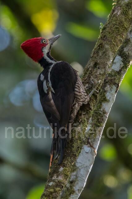 W15587 Guayaquilspecht,Guayaquil Woodpecker - Peter Wächtershäuser
