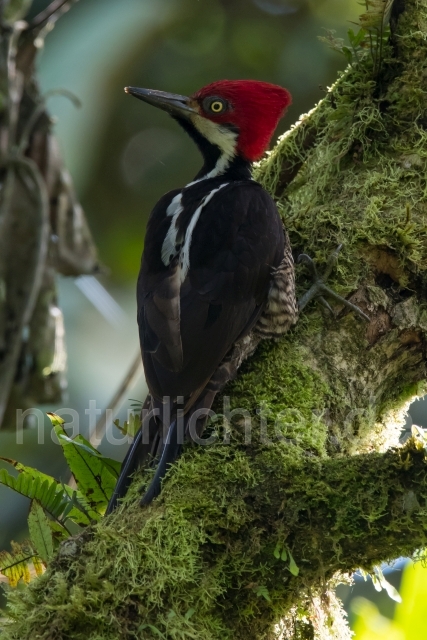 W15588 Guayaquilspecht,Guayaquil Woodpecker