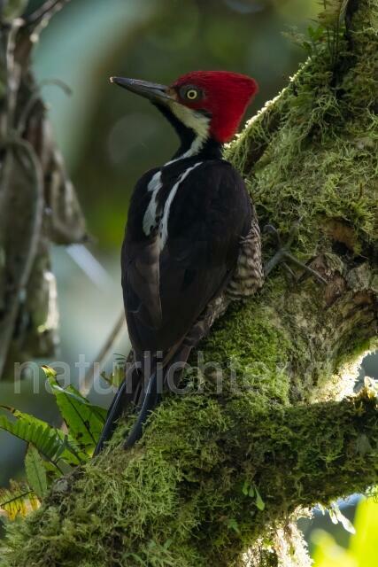 W15588 Guayaquilspecht,Guayaquil Woodpecker - Peter Wächtershäuser