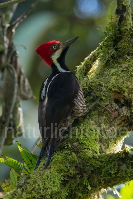 W15589 Guayaquilspecht,Guayaquil Woodpecker - Peter Wächtershäuser
