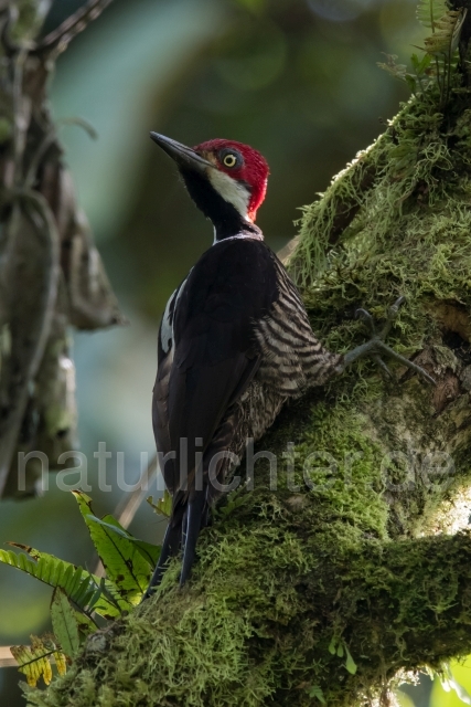 W15590 Guayaquilspecht,Guayaquil Woodpecker - Peter Wächtershäuser