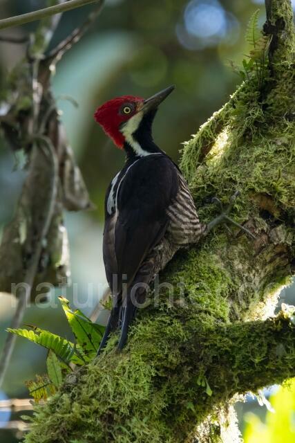 W15591 Guayaquilspecht,Guayaquil Woodpecker - Peter Wächtershäuser