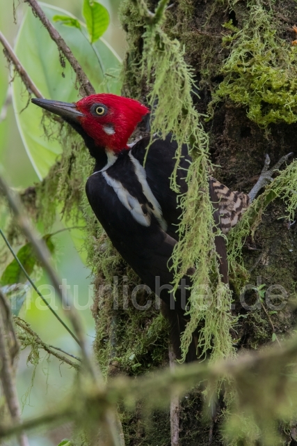 W15593 Guayaquilspecht,Guayaquil Woodpecker