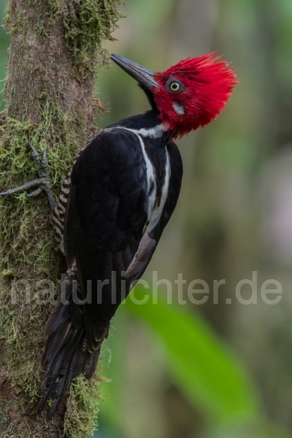 W15594 Guayaquilspecht,Guayaquil Woodpecker