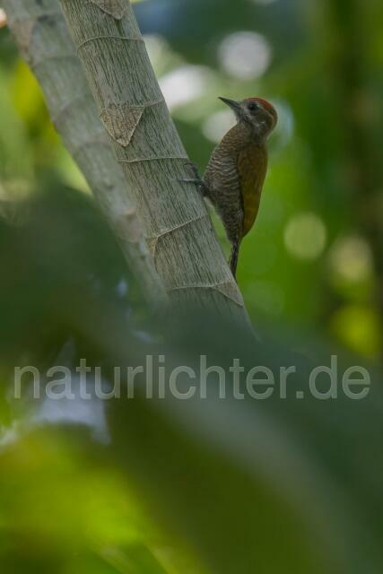 W15595 Sperlingsspecht,Little Woodpecker - Peter Wächtershäuser