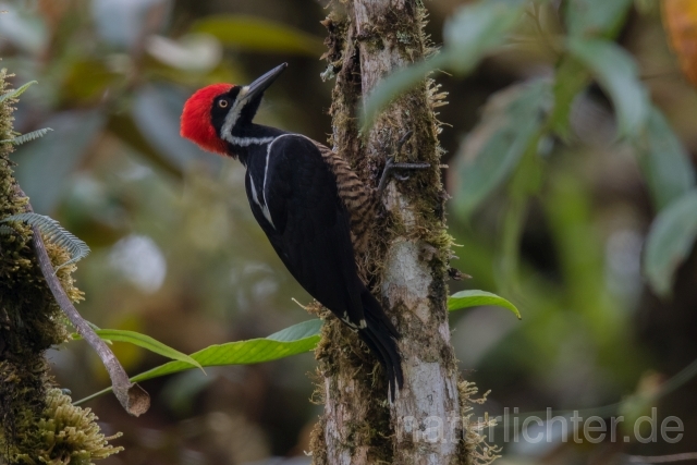 W15598 Zimtbindenspecht,Powerful Woodpecker