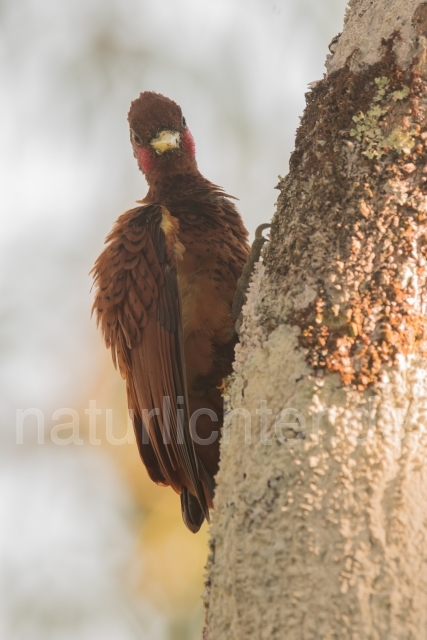 W15607 Gelbflankenspecht,Scale-breasted Woodpecker - Peter Wächtershäuser