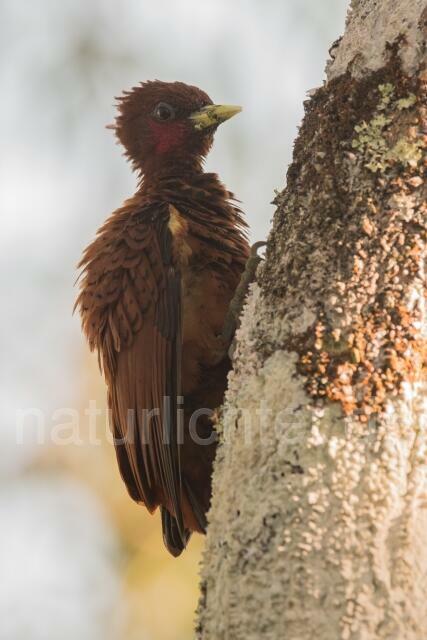 W15608 Gelbflankenspecht,Scale-breasted Woodpecker