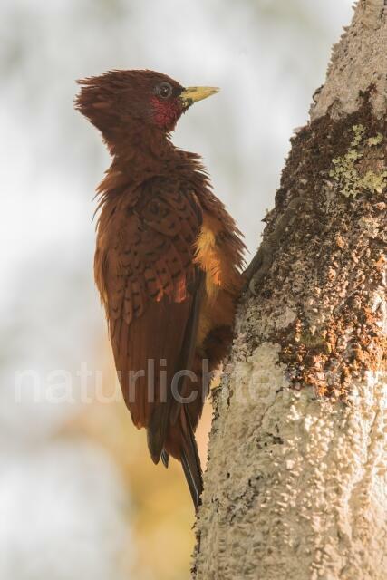 W15609 Gelbflankenspecht,Scale-breasted Woodpecker