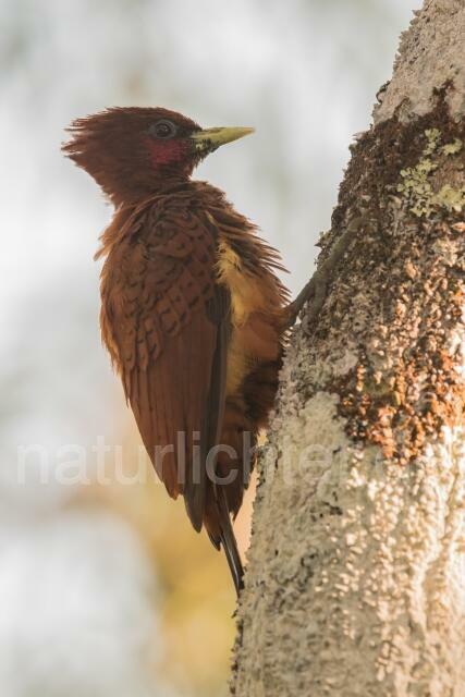 W15610 Gelbflankenspecht,Scale-breasted Woodpecker