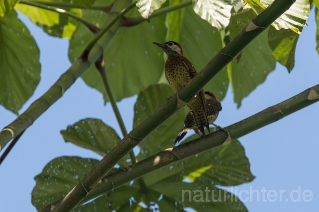 W15611 Tüpfelbrustspecht,Spot-breasted Woodpecker - Peter Wächtershäuser