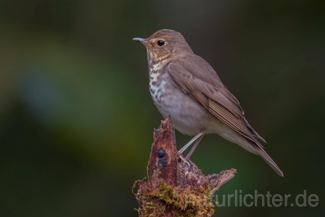 W15657 Zwergdrossel,Swainson's Thrush - Peter Wächtershäuser