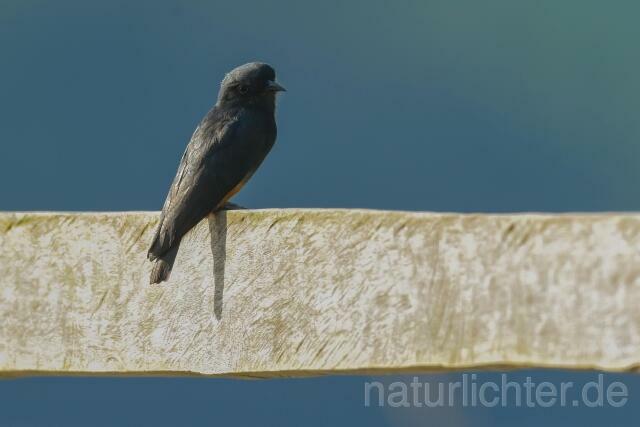 W15661 Schwalbenfaulvogel,Swallow-winged Puffbird