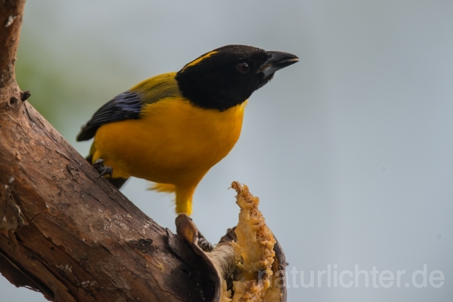 W15675 Schwarzkinn-Bergtangare,Black-chinned Mountain Tanager - Peter Wächtershäuser