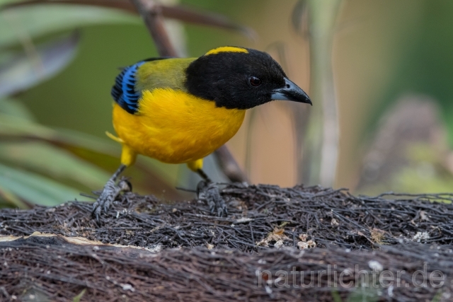 W15677 Schwarzkinn-Bergtangare,Black-chinned Mountain Tanager - Peter Wächtershäuser