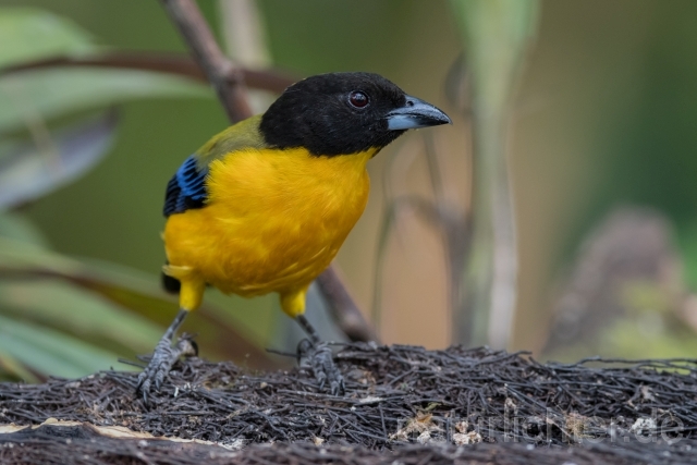 W15678 Schwarzkinn-Bergtangare,Black-chinned Mountain Tanager - Peter Wächtershäuser