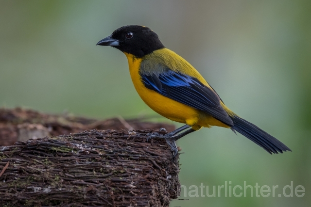 W15679 Schwarzkinn-Bergtangare,Black-chinned Mountain Tanager - Peter Wächtershäuser