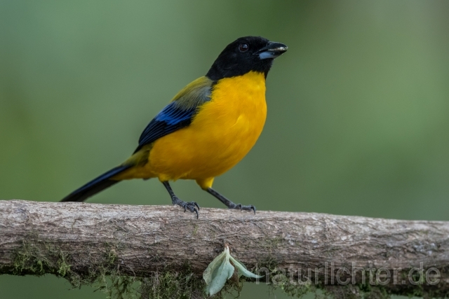 W15680 Schwarzkinn-Bergtangare,Black-chinned Mountain Tanager - Peter Wächtershäuser