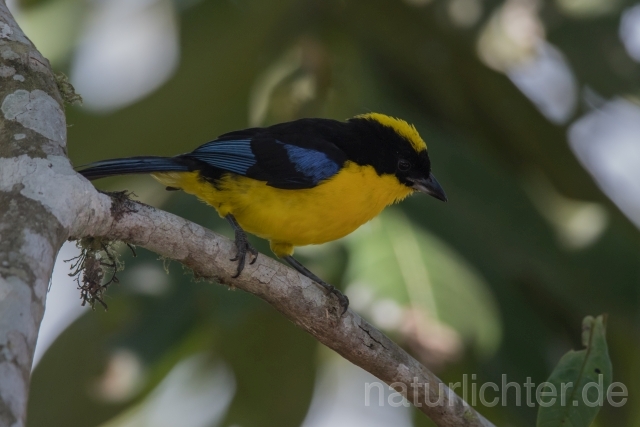 W15704 Blauflügel-Bergtangare,Blue-winged Mountain Tanager - Peter Wächtershäuser