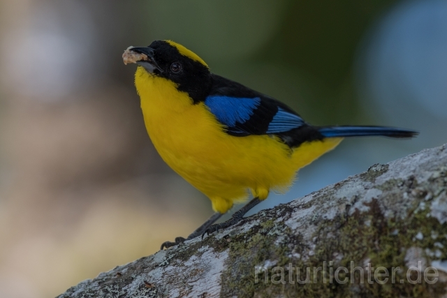 W15710 Blauflügel-Bergtangare,Blue-winged Mountain Tanager - Peter Wächtershäuser