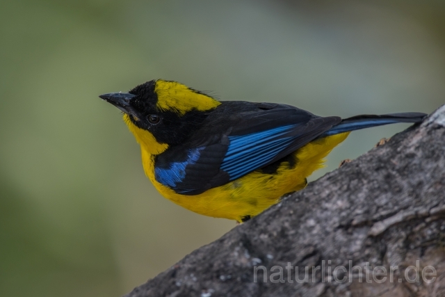 W15712 Blauflügel-Bergtangare,Blue-winged Mountain Tanager - Peter Wächtershäuser