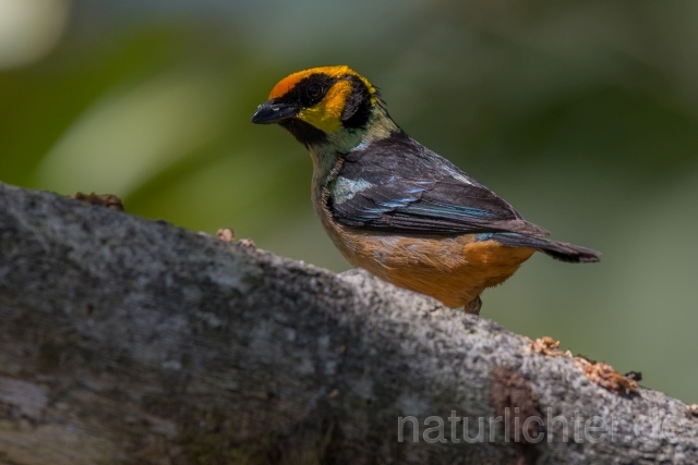 W15718  Rotstirntangare,Flame-faced Tanager - Peter Wächtershäuser