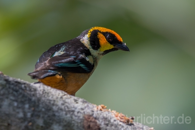 W15719  Rotstirntangare,Flame-faced Tanager - Peter Wächtershäuser