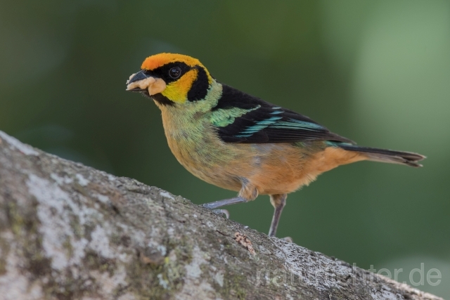 W15720  Rotstirntangare,Flame-faced Tanager - Peter Wächtershäuser