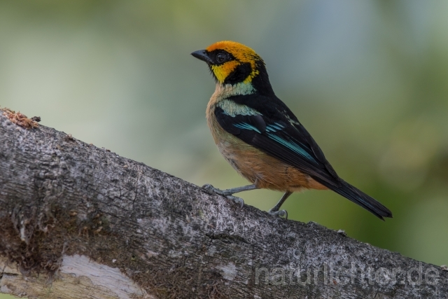 W15721  Rotstirntangare,Flame-faced Tanager - Peter Wächtershäuser