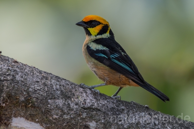 W15722  Rotstirntangare,Flame-faced Tanager - Peter Wächtershäuser