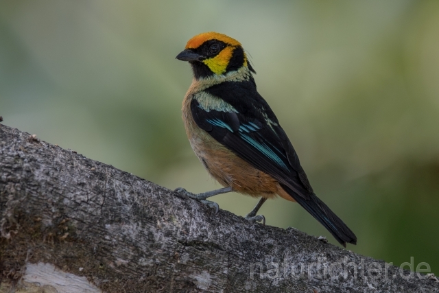 W15723  Rotstirntangare,Flame-faced Tanager - Peter Wächtershäuser