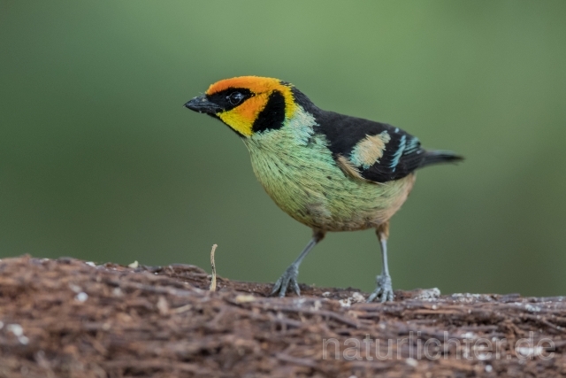 W15724  Rotstirntangare,Flame-faced Tanager - Peter Wächtershäuser