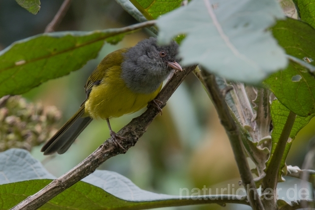 W15746 Graukopf-Buschtangare,Gray-hooded Bush Tanager - Peter Wächtershäuser