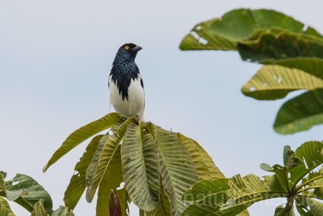 W15766 Elstertangare,Magpie Tanager - Peter Wächtershäuser