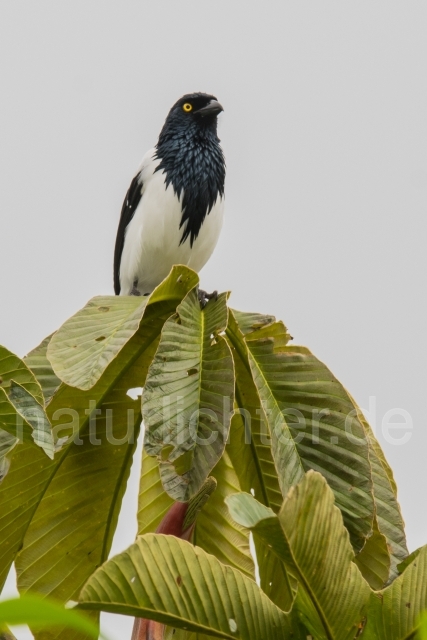 W15767 Elstertangare,Magpie Tanager - Peter Wächtershäuser