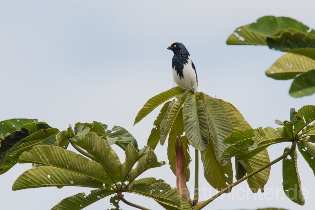 W15768 Elstertangare,Magpie Tanager - Peter Wächtershäuser