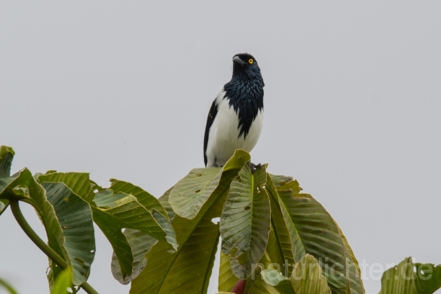 W15769 Elstertangare,Magpie Tanager - Peter Wächtershäuser