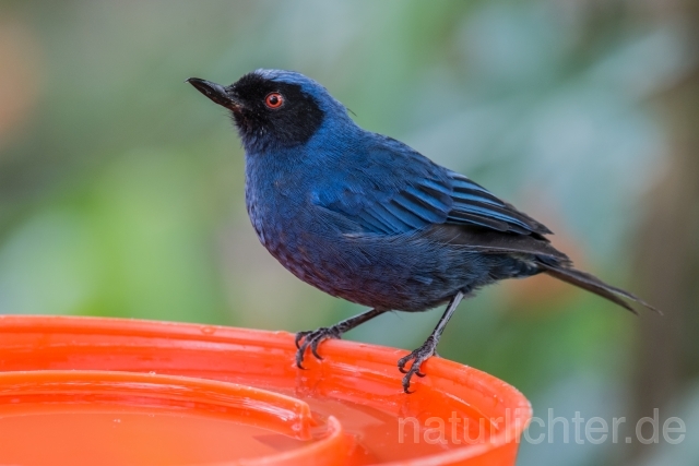 W15772 Maskenhakenschnabel,Masked Flowerpiercer - Peter Wächtershäuser