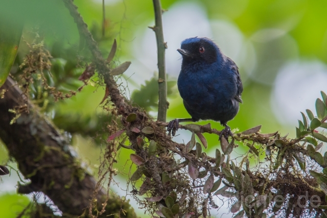 W15773 Maskenhakenschnabel,Masked Flowerpiercer - Peter Wächtershäuser