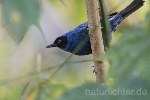 W15776 Maskenhakenschnabel,Masked Flowerpiercer - Peter Wächtershäuser