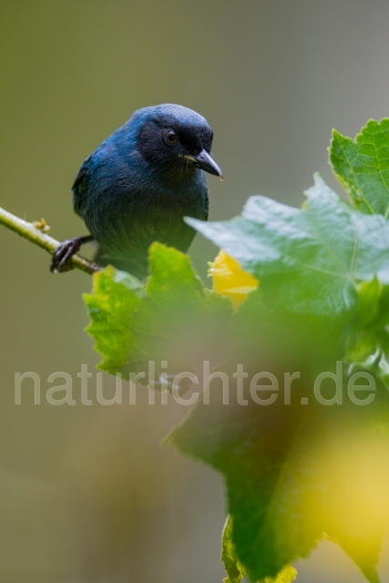 W15778 Maskenhakenschnabel,Masked Flowerpiercer - Peter Wächtershäuser