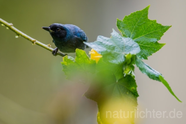 W15779 Maskenhakenschnabel,Masked Flowerpiercer - Peter Wächtershäuser