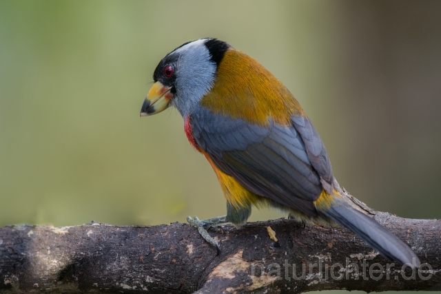 W15849 Tukanbartvogel,Toucan Barbet - Peter Wächtershäuser