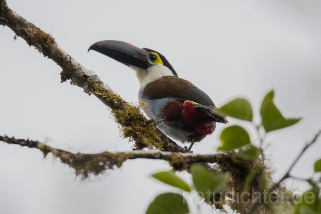 W15879 Schwarzschnabeltukan,Black-billed Mountain Toucan - Peter Wächtershäuser