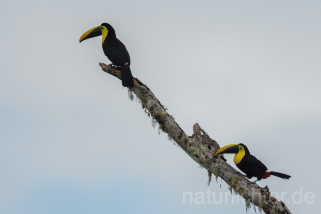 W15881 Goldkehltukan,Black-mandibled Toucan - Peter Wächtershäuser