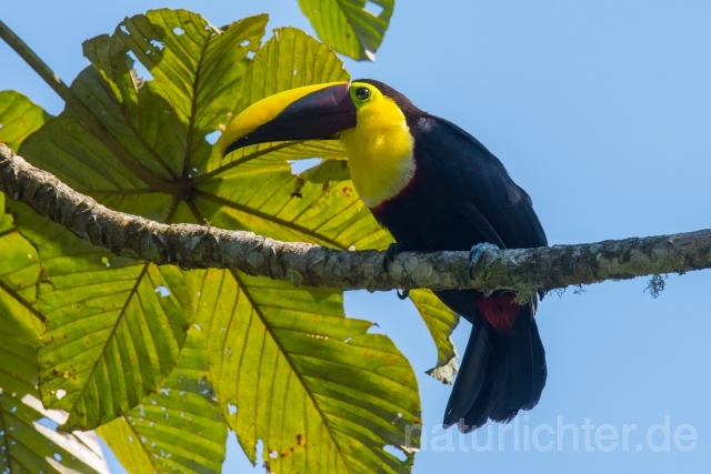 W15887 Goldkehltukan,Chestnut-mandibled Toucan - Peter Wächtershäuser